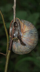 cornu aspersum snail animal macro photo
