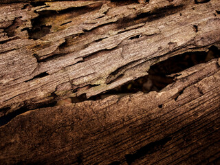Rotten wood texture. Detail broken wood.