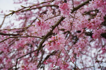 Pink Weeping Cherry Blossoms, Spring Image - ピンクの枝垂桜 春のイメージ