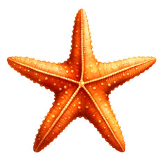 Detailed orange starfish with textured surface, perfect for marine-themed decor or educational purposes about sea life.