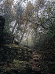 A rocky forest path during a colorful autumn, thick fog between the trees, sunlight, moody creepy horror forest view