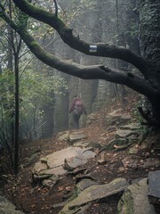 A young backpacker woman in purple coat walking in a foggy forest on a rocky path under a tall basalt rock cliff