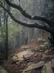 A young backpacker woman in purple coat walking in a foggy forest on a rocky path under a tall basalt rock cliff