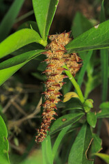 natural dried plant seed sac macro