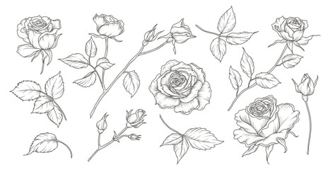 Botanical set of hand drawn roses. Luxury collection of sketches of elements of flowers, branches and leaves. Vector illustration for tattoo, wedding invitation, wallpaper art, save the date card