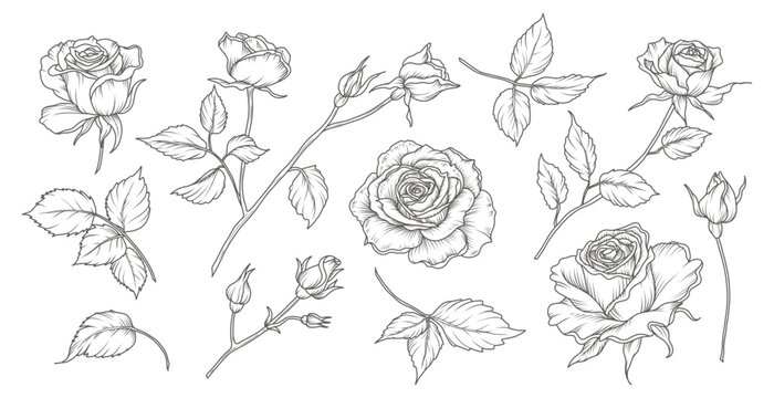 Botanical set of hand drawn roses. Luxury collection of sketches of elements of flowers, branches and leaves. Vector illustration for tattoo, wedding invitation, wallpaper art, save the date card