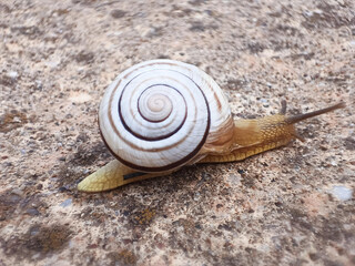 Macro shot of a white snail