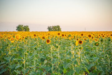 Field sunflowers in the warm light of the setting sun. Summer time. Concept agriculture oil production growing.