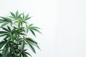 Obraz premium smooth background for business presentation about legaliced medical cannabis marihuana 