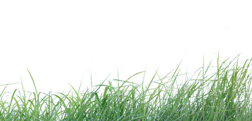 A cut-out of a clump of green tall grass on a white background with clipping paths.