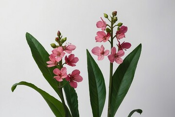  green leave and a small pink flower on a white background