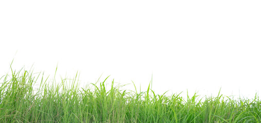Fototapeta premium A cut-out of a clump of green tall grass on a white background with clipping paths.