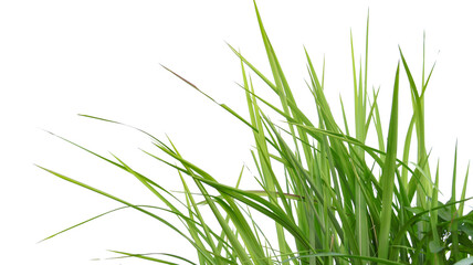 Fototapeta premium A cut-out of a clump of green tall grass on a white background with clipping paths.