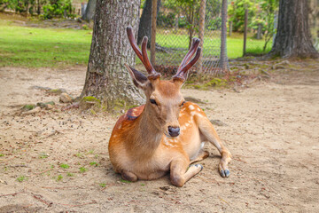 a deer laying in the floor of the forest