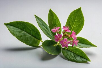  green leave and a small pink flower on a white background