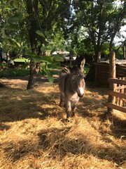 Obraz premium A donkey is standing on hay in a paddock