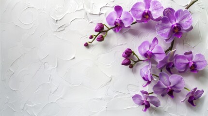 Plakat Purple orchids arranged on a white backdrop with an orchid themed background