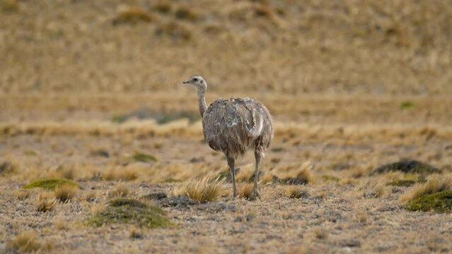 Rheas or South American ostrich walks on the steppe in Argentina