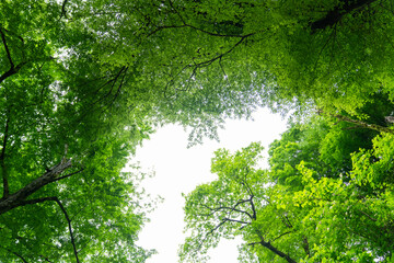 Looking Up In Beautiful Pine Deciduous Forest Trees Woods Canopy. Bottom view on the crown of trees.