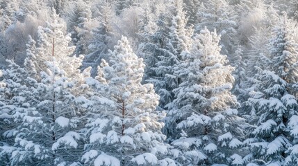 Winter Wonderland: Snowy Pine Forest