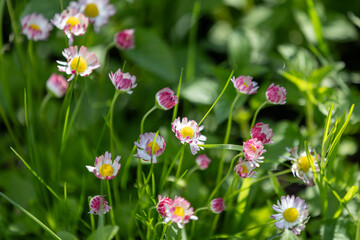 Colorful bellis flowers on a summer day © evannovostro