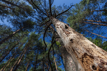 Dead pine tree with a dry trunk damaged by bark beetle