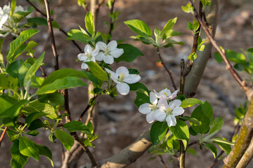 Fototapeta premium Apple Orchard in Bloom. selective focus.