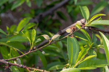 Young Almond Tree Branch with Developing Fruits