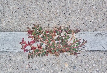 Spotted Spurge Euphorbia maculata plant growing sidewalk nature weeds.