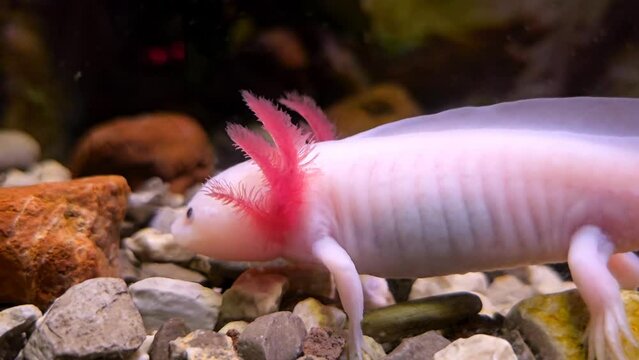 white salamander swimming through its aquatic environment