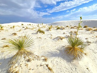 Yucca Plants at White Sands National Park