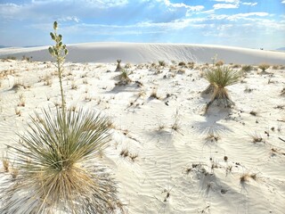 Yucca Plants at White Sands National Park