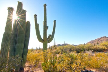 Saguaro Cactus with Sunburst in Saguaro National Park