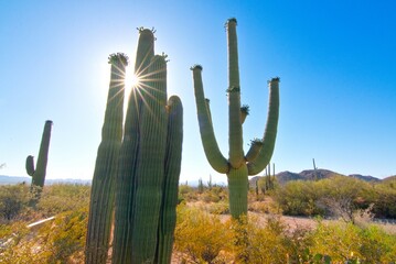 Saguaro Cactus with Sunburst in Saguaro National Park