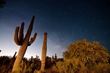 Saguaro Cacti Under Milky Way in Arizona Desert