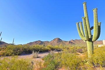 Beautiful Views at Saguaro National Park