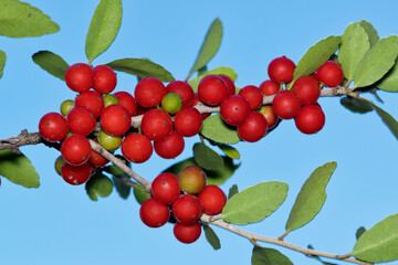 Ripe Yaupon Holly berries Ilex vomitoria branch leaves nature plant fruit.