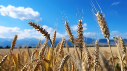 Fototapeta premium golden wheat field