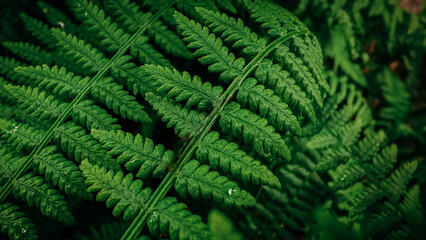 Rich green background with ferns. Beautiful green fern in the summer forest. Natural landscapes of forests.
