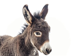 donkey foal 2 months in front of a white background