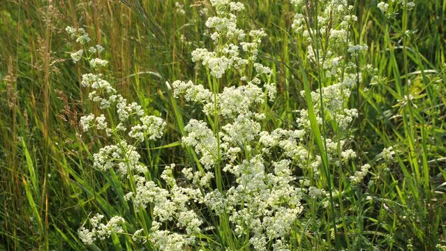 Yellow bedstraw, Galium verum L.
Medicinal plant. Grows in light deciduous forests, meadows, forest clearings, forest edges, clearings, along the edges of fields, along roads.
