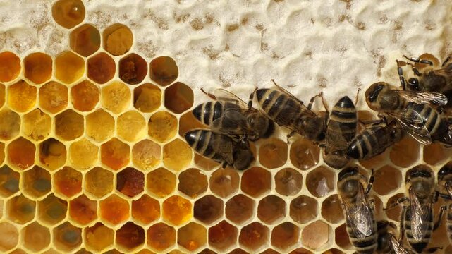 Honey combs with nectar, pollen, honey and bees.