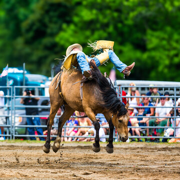 Unidentifiable bareback bronc rider in a generic rodeo arena. Bronc riding is a rodeo sport that involves a horse rider attempting to stay mounted on a bucking horse.