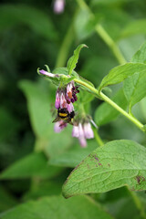 Closeup of Bumble bees on Common Comfrey flowers, North Yorkshire England
