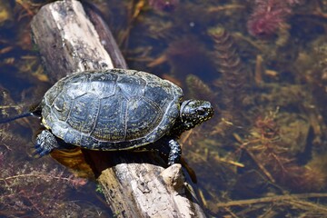 Obraz premium Europäische Sumpfschildkröte (Emys orbicularis) im Nationalpark Lobau Donauauen
