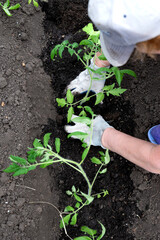 Farmer planting tomatoes seedling in organic garden. Gardening young plant into bed