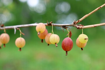 A farmer examines a bush with a ripening gooseberry.  Gardening.