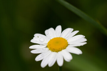 Daisy with Dew