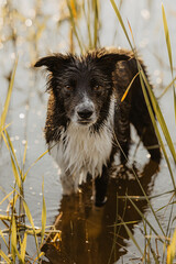 Czarnobiały border collie stoi w wodzie po brzuch © ZiraPhoto