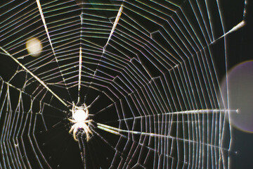 Night photo of the silhouette of a spider and its nest